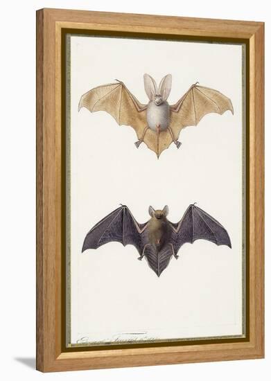 Long-Eared Bat and a Common Bat, 1834-Edouard Travies-Framed Premier Image Canvas