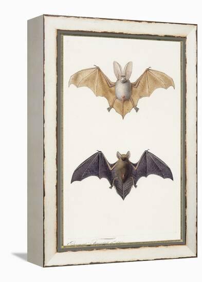 Long-Eared Bat and a Common Bat, 1834-Edouard Travies-Framed Premier Image Canvas