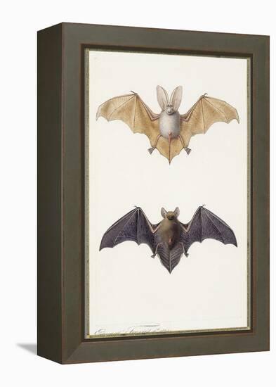 Long-Eared Bat and a Common Bat, 1834-Edouard Travies-Framed Premier Image Canvas