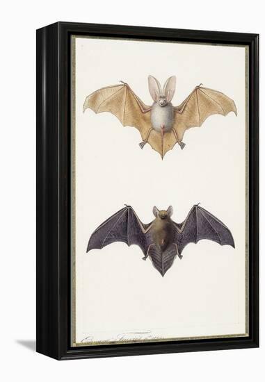 Long-Eared Bat and a Common Bat, 1834-Edouard Travies-Framed Premier Image Canvas