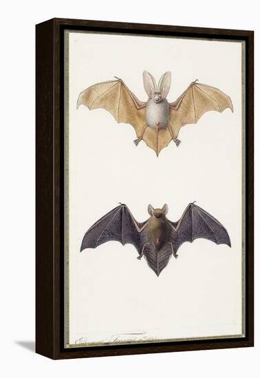 Long-Eared Bat and a Common Bat, 1834-Edouard Travies-Framed Premier Image Canvas