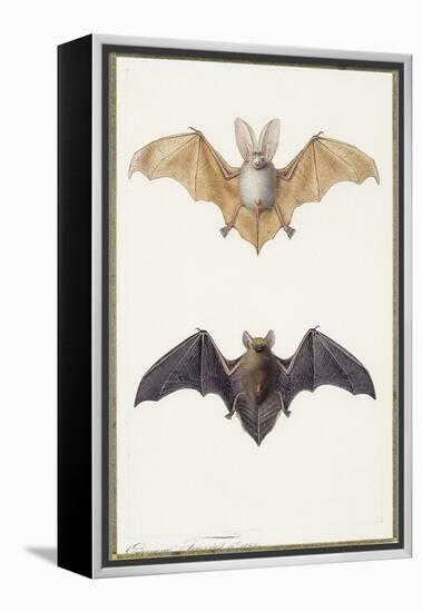Long-Eared Bat and a Common Bat, 1834-Edouard Travies-Framed Premier Image Canvas
