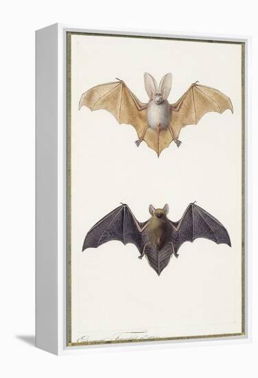 Long-Eared Bat and a Common Bat, 1834-Edouard Travies-Framed Premier Image Canvas