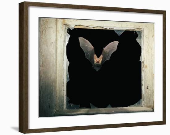 Long Eared Bat-null-Framed Photographic Print