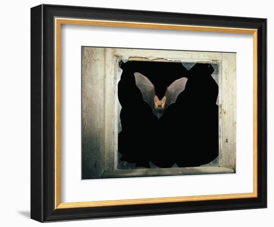 Long Eared Bat-null-Framed Photographic Print