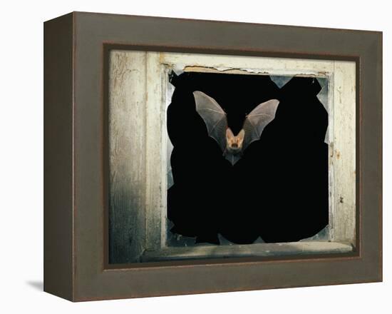 Long Eared Bat-null-Framed Premier Image Canvas