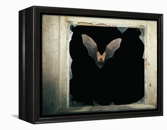 Long Eared Bat-null-Framed Premier Image Canvas