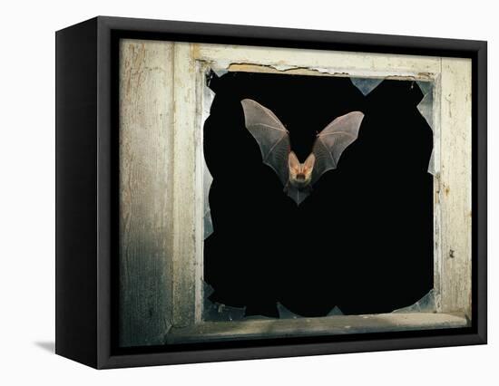 Long Eared Bat-null-Framed Premier Image Canvas