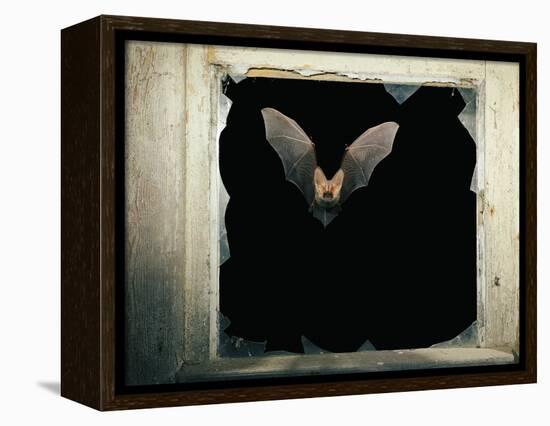 Long Eared Bat-null-Framed Premier Image Canvas