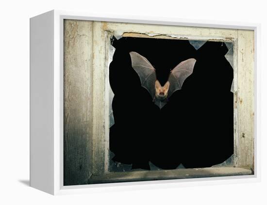 Long Eared Bat-null-Framed Premier Image Canvas