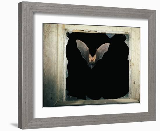 Long Eared Bat-null-Framed Photographic Print