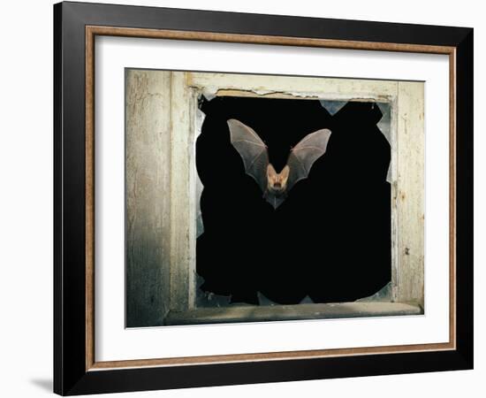 Long Eared Bat-null-Framed Photographic Print