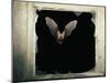 Long Eared Bat-null-Mounted Photographic Print