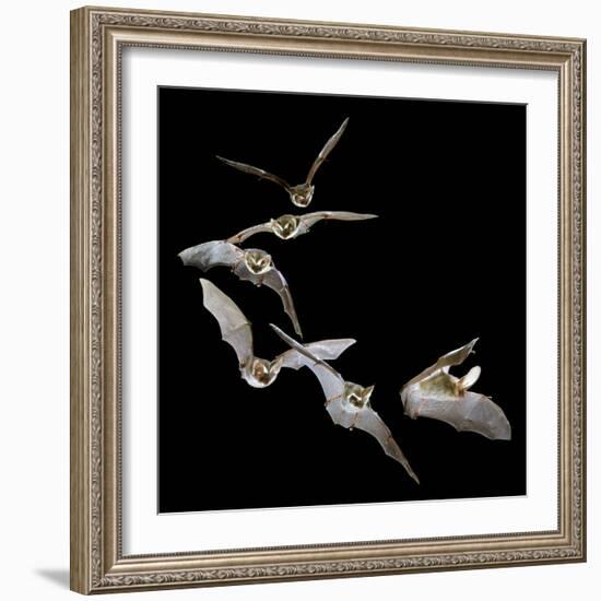 Long Eared Bat-null-Framed Photographic Print