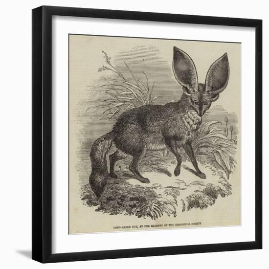 Long-Eared Fox, at the Gardens of the Zoological Society-null-Framed Giclee Print