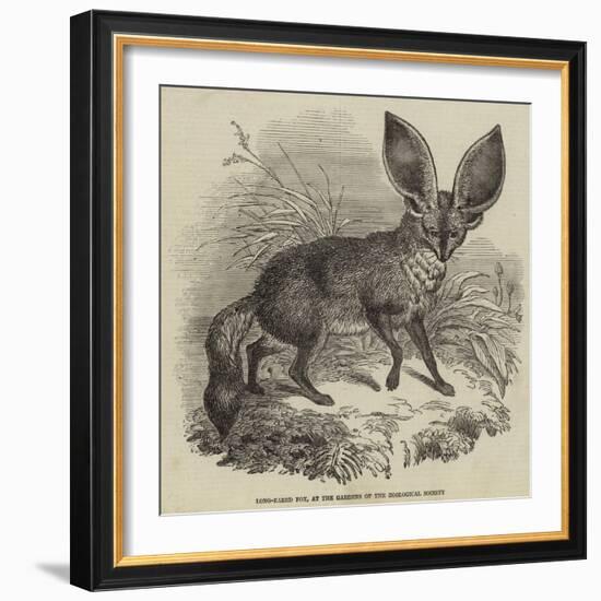 Long-Eared Fox, at the Gardens of the Zoological Society-null-Framed Giclee Print