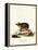 Long-Eared Hedgehog-null-Framed Premier Image Canvas