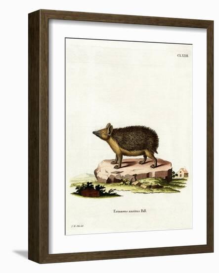 Long-Eared Hedgehog-null-Framed Giclee Print