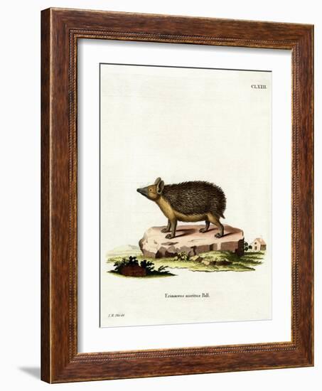 Long-Eared Hedgehog-null-Framed Giclee Print