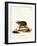 Long-Eared Hedgehog-null-Framed Giclee Print