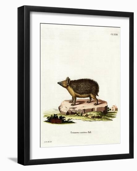 Long-Eared Hedgehog-null-Framed Giclee Print