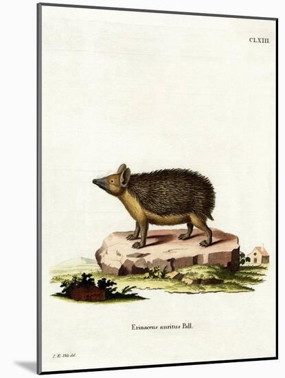 Long-Eared Hedgehog-null-Mounted Giclee Print