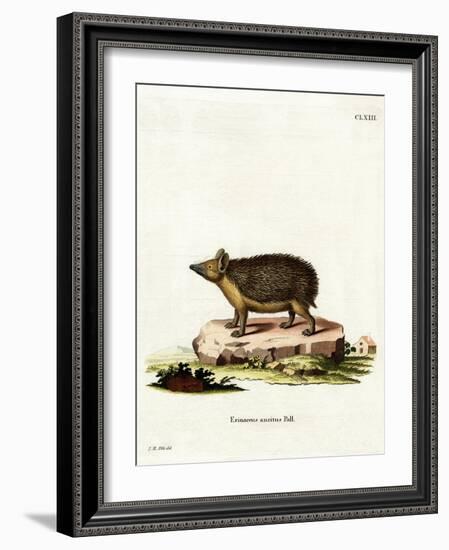 Long-Eared Hedgehog-null-Framed Giclee Print