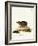 Long-Eared Hedgehog-null-Framed Giclee Print