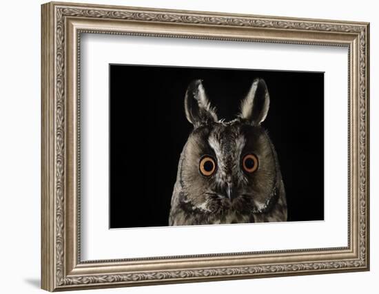 Long Eared Owl (Asio Otus) at Night, Perched on Oak Tree Snag-Solvin Zankl-Framed Photographic Print
