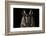 Long Eared Owl (Asio Otus) at Night, Perched on Oak Tree Snag-Solvin Zankl-Framed Photographic Print