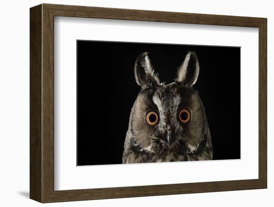 Long Eared Owl (Asio Otus) at Night, Perched on Oak Tree Snag-Solvin Zankl-Framed Photographic Print