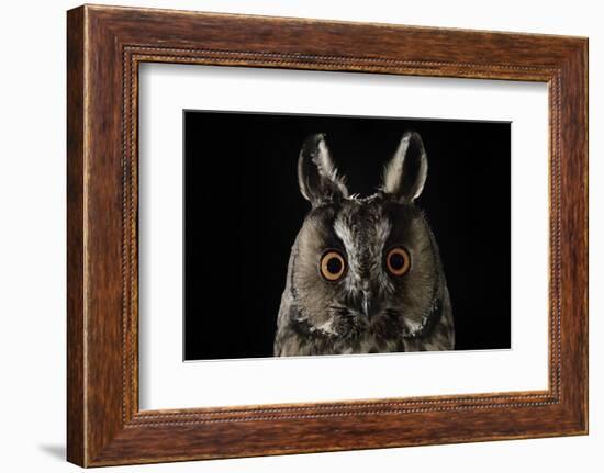 Long Eared Owl (Asio Otus) at Night, Perched on Oak Tree Snag-Solvin Zankl-Framed Photographic Print