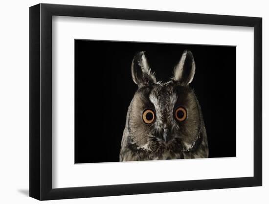 Long Eared Owl (Asio Otus) at Night, Perched on Oak Tree Snag-Solvin Zankl-Framed Photographic Print