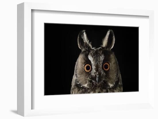 Long Eared Owl (Asio Otus) at Night, Perched on Oak Tree Snag-Solvin Zankl-Framed Photographic Print