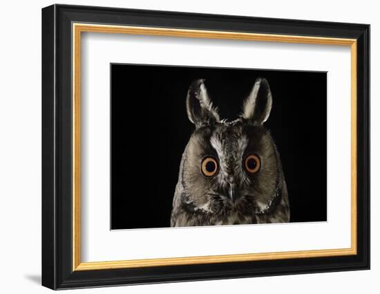 Long Eared Owl (Asio Otus) at Night, Perched on Oak Tree Snag-Solvin Zankl-Framed Photographic Print