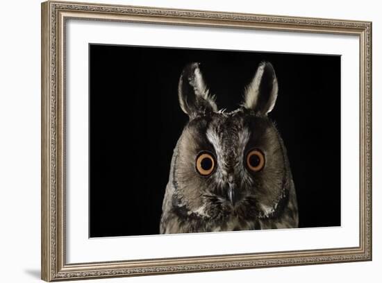 Long Eared Owl (Asio Otus) at Night, Perched on Oak Tree Snag-Solvin Zankl-Framed Photographic Print