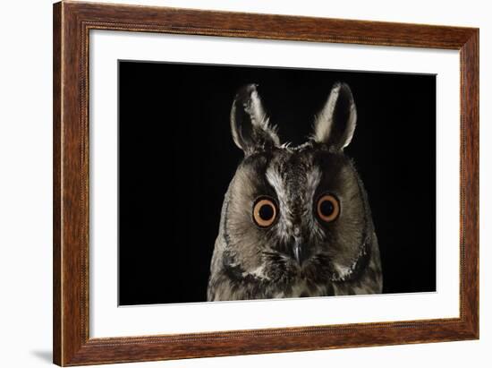 Long Eared Owl (Asio Otus) at Night, Perched on Oak Tree Snag-Solvin Zankl-Framed Photographic Print