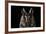 Long Eared Owl (Asio Otus) at Night, Perched on Oak Tree Snag-Solvin Zankl-Framed Photographic Print