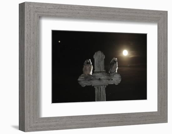 Long Eared Owl (Asio Otus) Chicks Perched on a Cross-Bence Mate-Framed Photographic Print