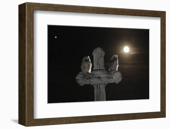 Long Eared Owl (Asio Otus) Chicks Perched on a Cross-Bence Mate-Framed Photographic Print