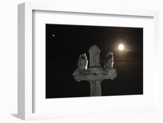 Long Eared Owl (Asio Otus) Chicks Perched on a Cross-Bence Mate-Framed Photographic Print