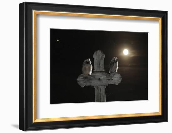 Long Eared Owl (Asio Otus) Chicks Perched on a Cross-Bence Mate-Framed Photographic Print