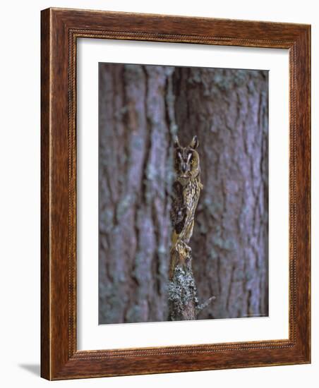 Long Eared Owl (Asio Otus) in Winter, Scotland, UK, Europe-David Tipling-Framed Photographic Print