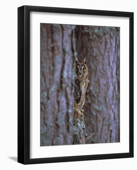 Long Eared Owl (Asio Otus) in Winter, Scotland, UK, Europe-David Tipling-Framed Photographic Print