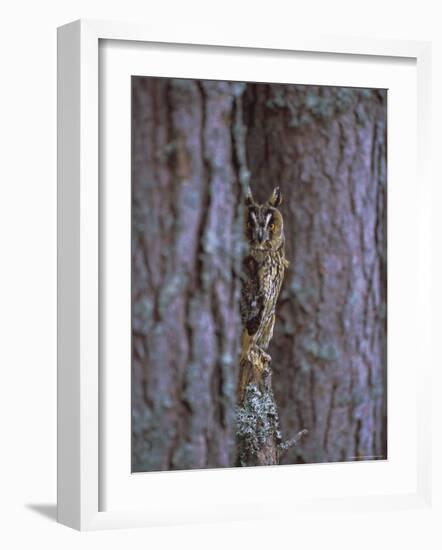 Long Eared Owl (Asio Otus) in Winter, Scotland, UK, Europe-David Tipling-Framed Photographic Print