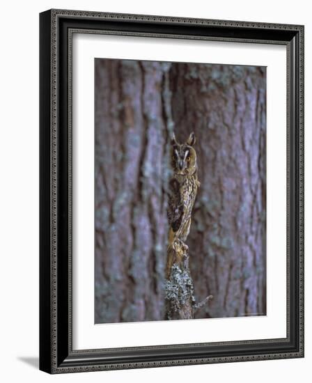 Long Eared Owl (Asio Otus) in Winter, Scotland, UK, Europe-David Tipling-Framed Photographic Print