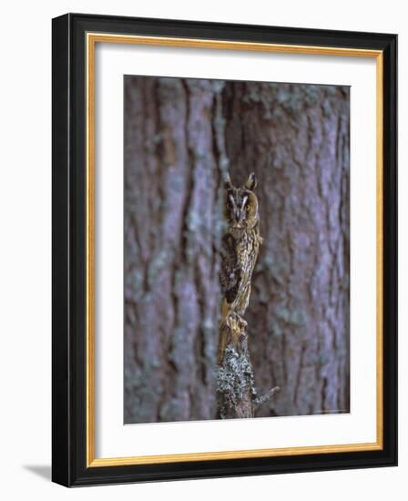 Long Eared Owl (Asio Otus) in Winter, Scotland, UK, Europe-David Tipling-Framed Photographic Print