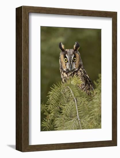 Long-eared Owl, Asio otus, Montana-Adam Jones-Framed Photographic Print