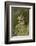 Long-eared Owl, Asio otus, Montana-Adam Jones-Framed Photographic Print