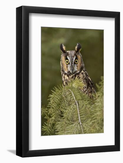 Long-eared Owl, Asio otus, Montana-Adam Jones-Framed Photographic Print